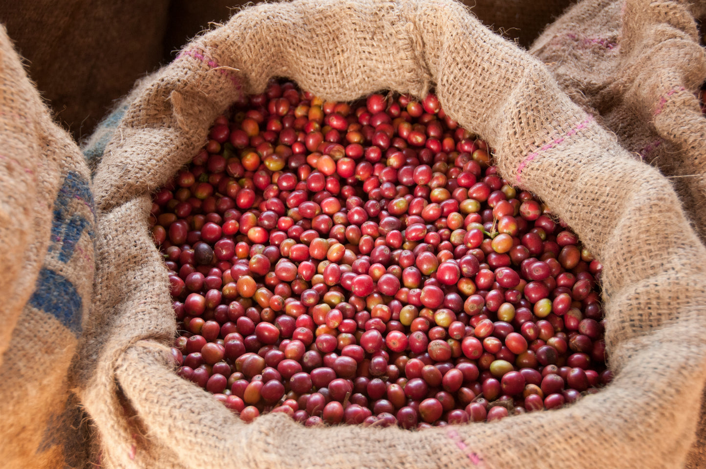 Coffee sack filled to the top with coffee cherries. 